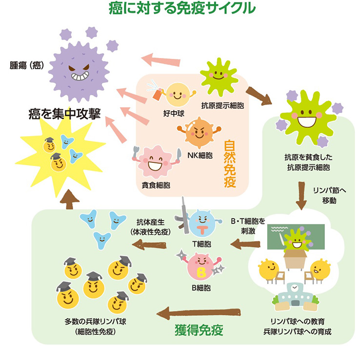癌に対する免疫サイクル