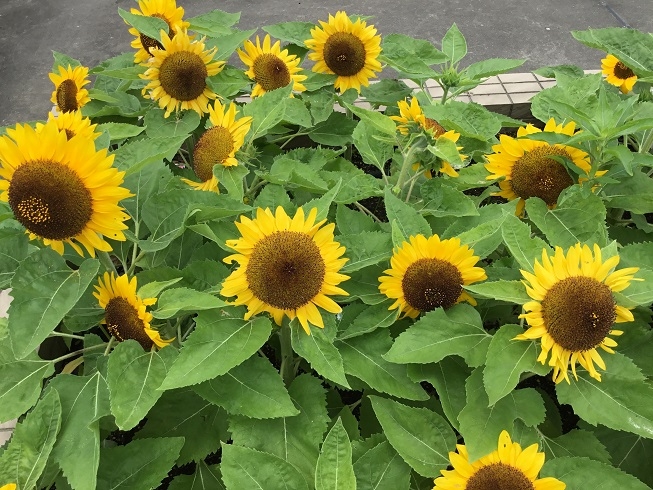 （ケアハウス）庭園の花が満開になりました。