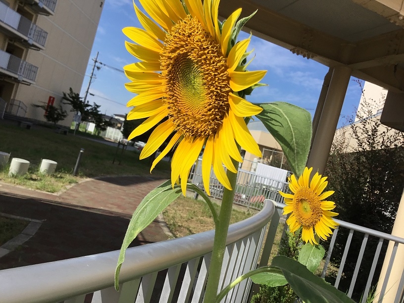 福島プロジェクト。ひまわり咲きました🌻