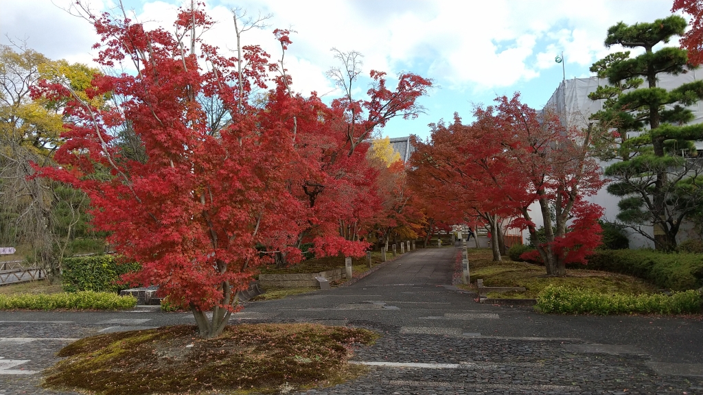 紅葉ドライブ