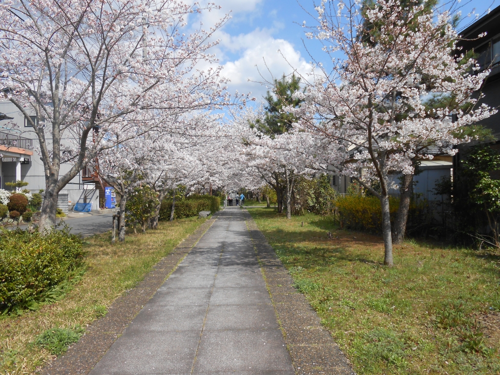 ケアハウス　お花見