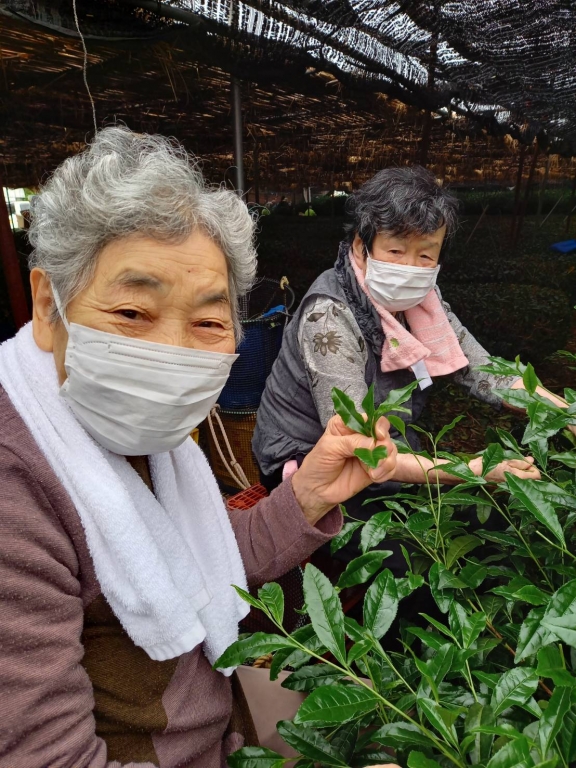 お茶摘みのお手伝いに行ってきました！