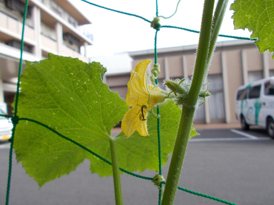 小さな訪問者