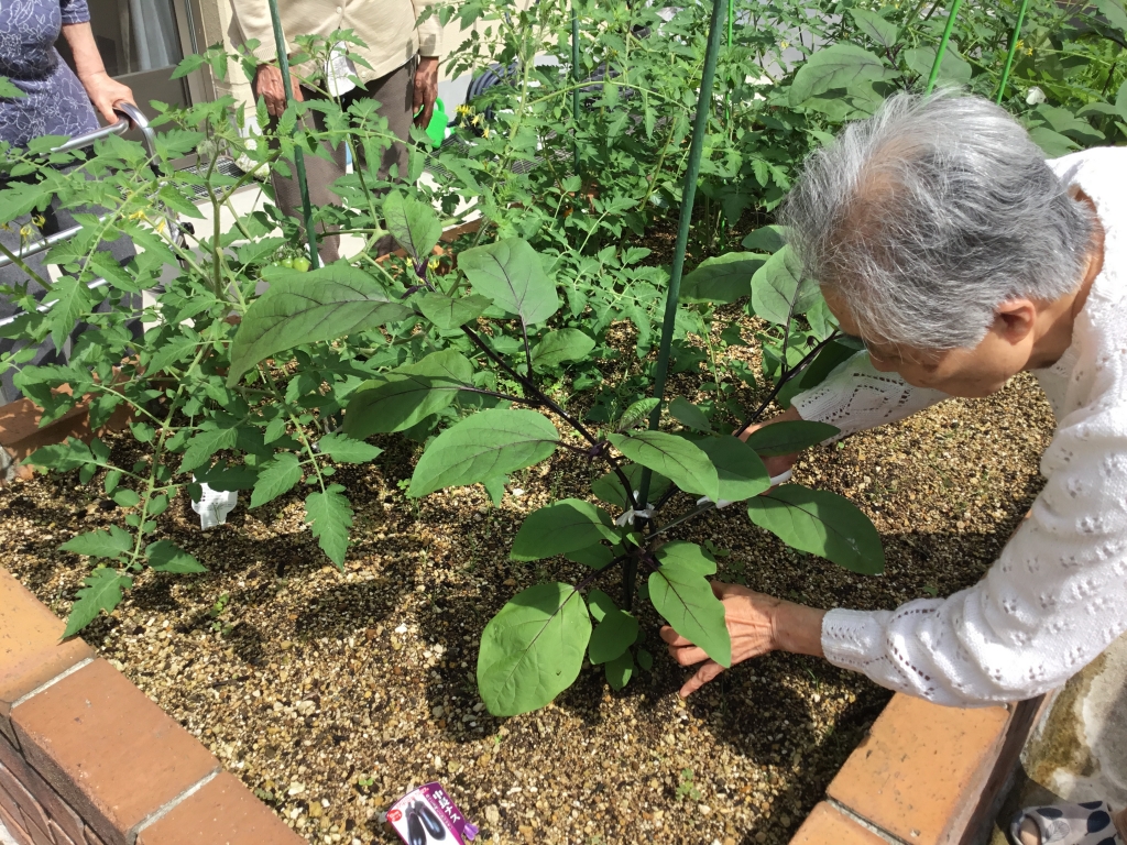 茄子・胡瓜の収穫🍆🥒