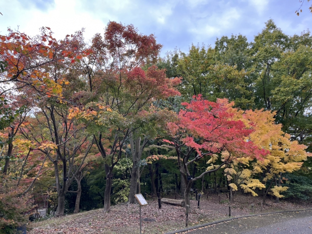 赤い紅葉🍁