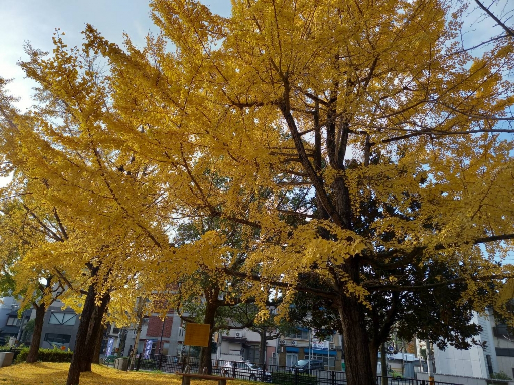 秋と言えば紅葉！