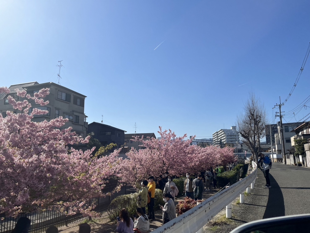 春めいてきましたね🌸