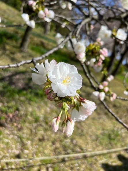 珍しい白い桜が咲いてました！