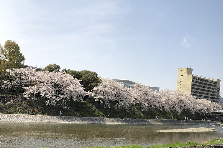 お花見ドライブ！