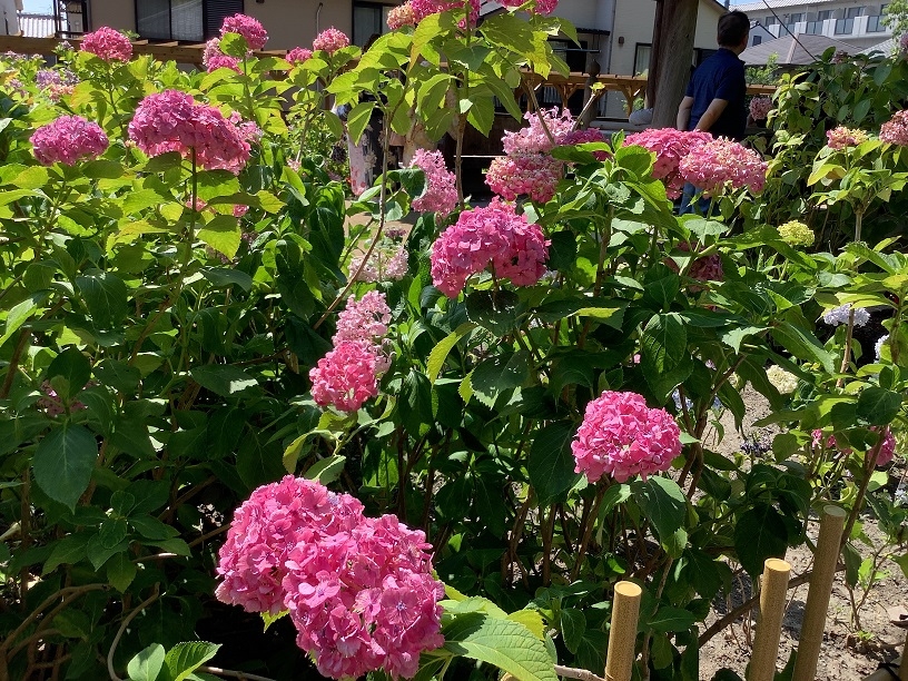 藤森神社にあじさいを観に行ってきました