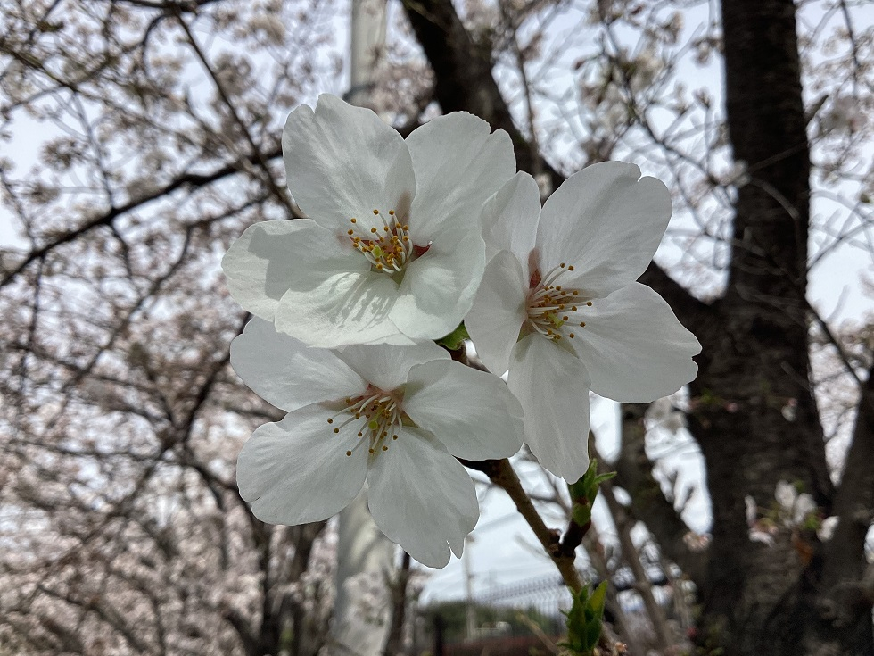 お花見🌸