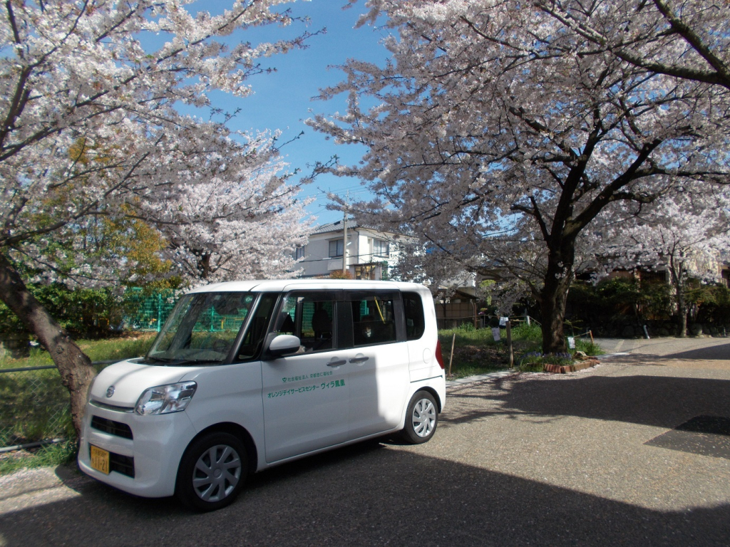 お花見ドライブ🚙