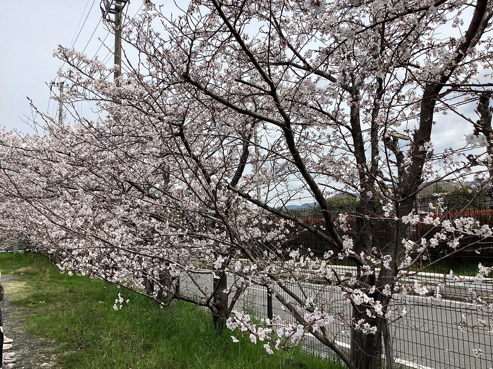 🌸お花見🌸