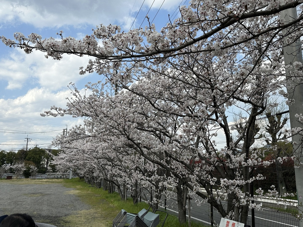 🌸お花見②🌸