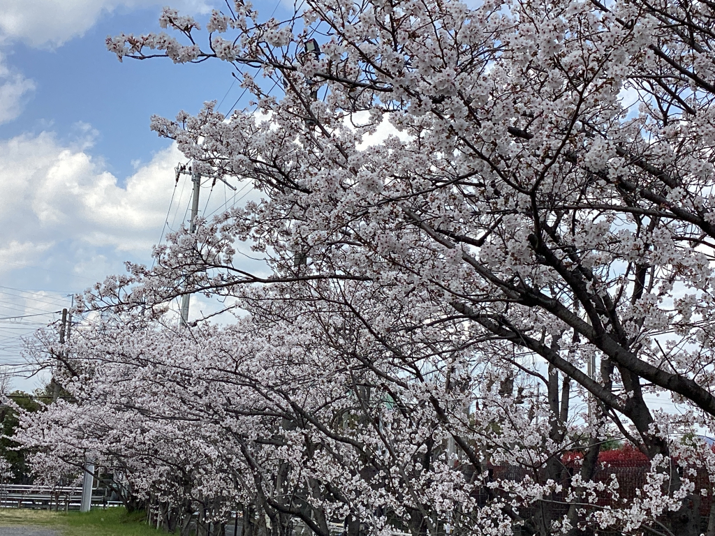 🌸お花見びより🌸