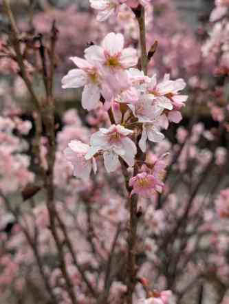 桜ドライブ🌸