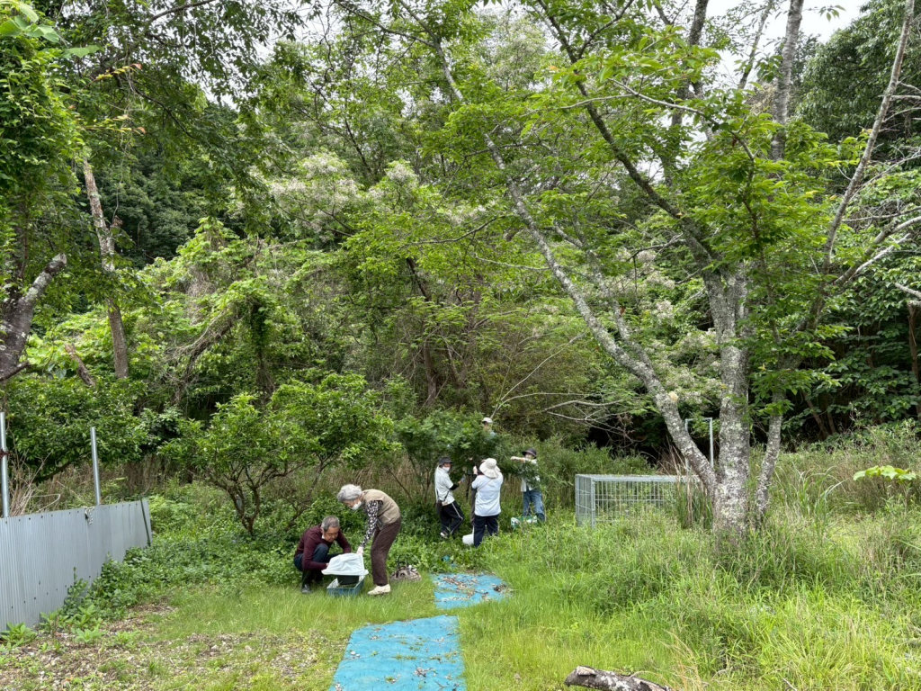 山椒の収穫