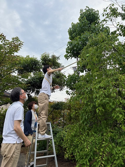 梅の収穫