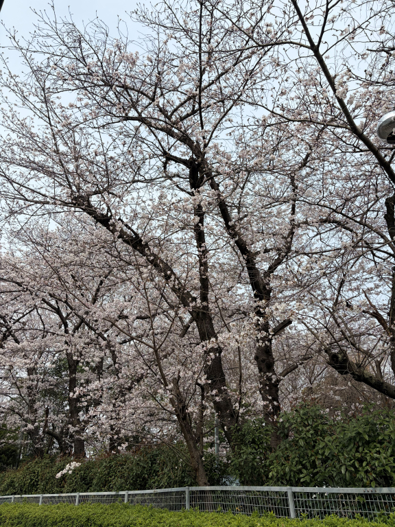 お花見に行ってきました！