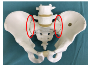 02 おしりやももの付け根が痛いのは 仙腸関節障害かも チーム脳外 脳神経外科医のブログ
