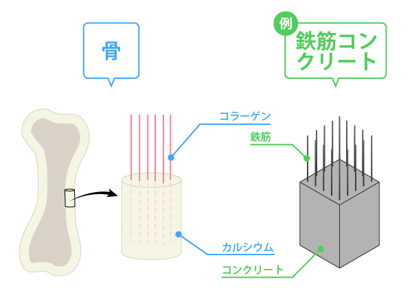 骨の健康を維持するための習慣