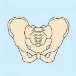 17．骨盤脆弱性骨折とは ～ 太ももの付け根の痛み-ひょっとして骨盤や仙骨の骨折かも～