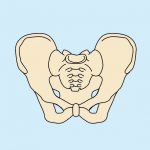 17. 骨盤脆弱性骨折とは ～ 太ももの付け根の痛み-ひょっとして骨盤や仙骨の骨折かも～