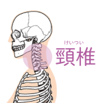 27.頸椎（首の骨）の数について