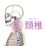 27．頸椎（首の骨）の数について