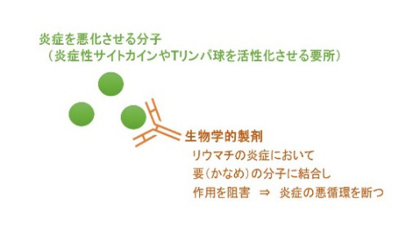 生物学的製剤について