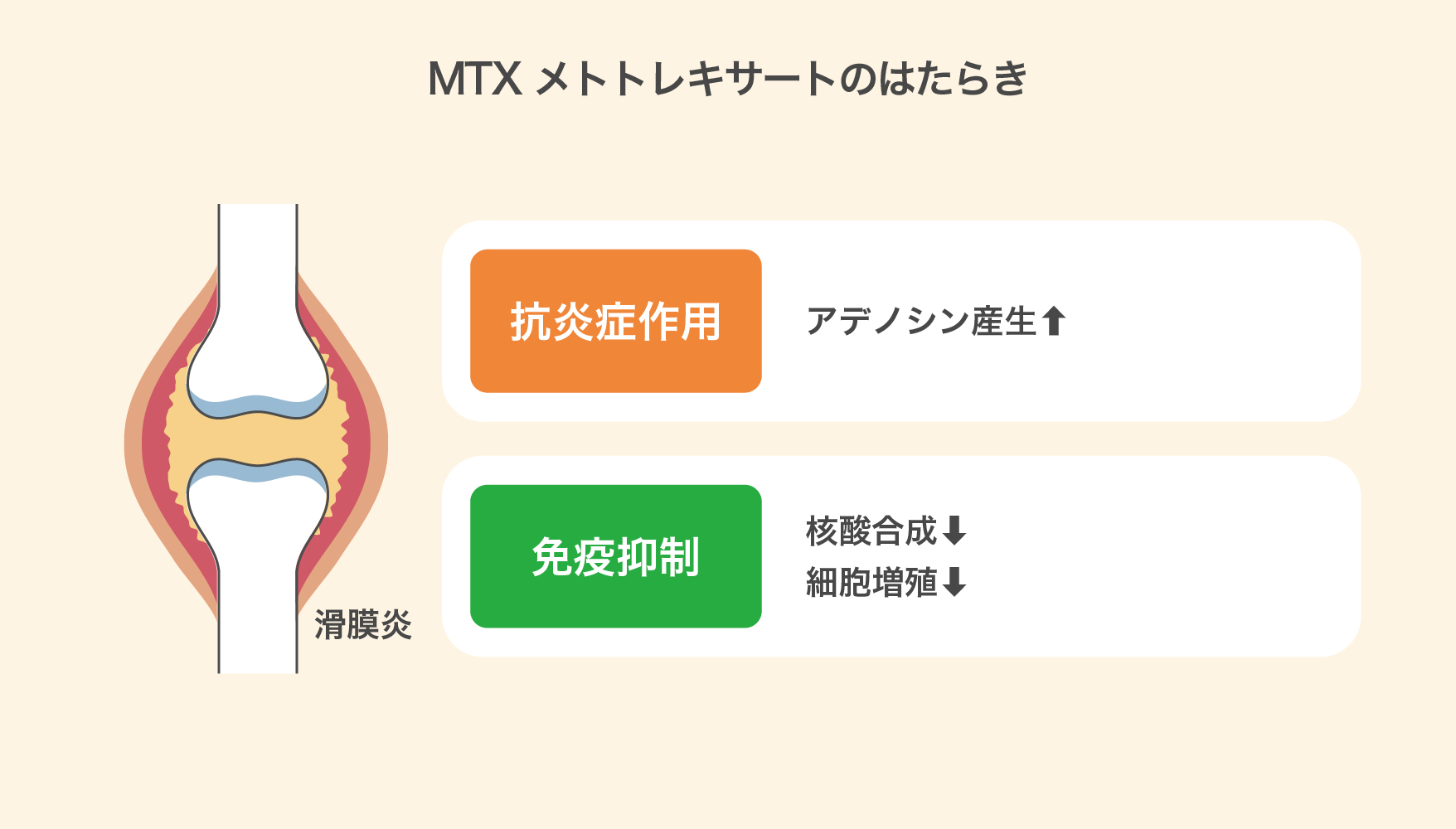 MTX メトトレキサートのはたらき